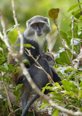 Zanzibar Sykes 'ın maymunu Cercopithecus albogularis' i Zanzibar 'ın Jozani ormanının tipik ortamında kapatın. Portre, turuncu gözler. Otantik seyahat fotoğrafı, Zanzibar adasının doğası, Tanzanya.