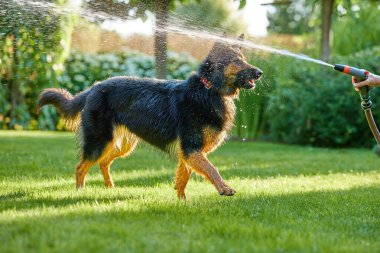 Bohem çoban köpeği, bahçede su deresiyle oynayan kıllı köpek, her yere su sıçrayan. Işıklı fotoğraf, güneşli bir gün. Aile köpek aktivitesi. Eski Çek köpek cinsi, safkan..