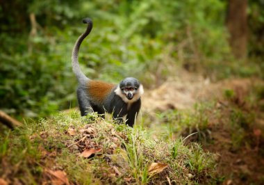 L 'Hoest' un maymunu, Allochrocebus lhoesti, Bwindi 'nin Engellenemez Ormanı' ndaki dağ maymunu, kameraya bakıyor. Savunmasız türler. Afrika 'da ormanların yok edilmesi. Uganda 'nın Vahşi Hayatı.