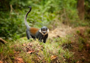 L'Hoest's monkey, Allochrocebus lhoesti, mountain monkey in mountainous forest of Bwindi Impenetrable Forest, looking at camera. Vulnerbale species. Deforestration in Africa. Wildlife of Uganda. clipart