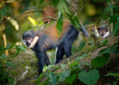 L 'Hoest' un maymunu, Allochrocebus lhoesti, iki dağ maymunu yoğun, dağlık Bwindi Etkisi Ormanı 'nda. Uganda 'da vahşi yaşam fotoğrafları.