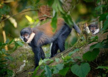 L'Hoest's monkey, Allochrocebus lhoesti, two mountain monkeys in dense, mountainous Bwindi Impenetrable Forest. Wildlife photography in Uganda. clipart