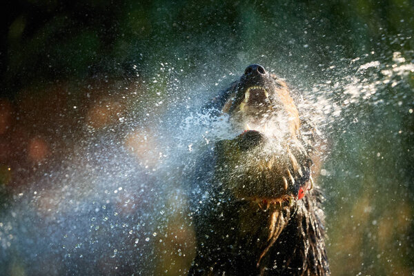Bohemian shepherd, hairy dog enjoying water in hot day. Portrait of dog biting water stream from garden hose, splashing water everywhere. Active dog and his family. Ancient Czech breed, purebred.