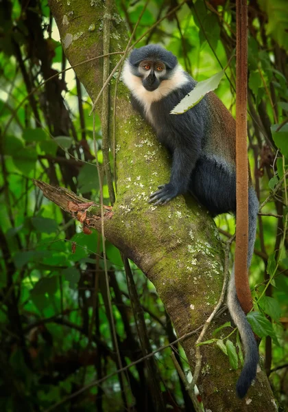 Foto Vertical Macaco Hoest Allochrocebus Lhoesti Macaco Montanha Árvore Densa — Fotografia de Stock