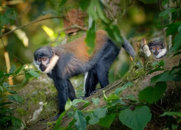 Hoest Monkey Allochrocebus Lhoesti 两只山猴In Dense Mountain Bwindi Impenetrable Forest — 图库照片