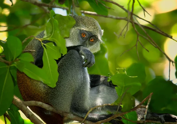 Закройте Обезьяну Занзибара Сайкса Cercopithecus Albogularis Типичной Среде Леса Йозани — стоковое фото