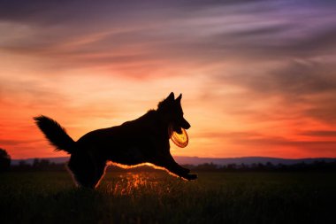 Bohem çoban köpeği silueti, safkan köpek, renkli kızıl gökyüzüne karşı turuncu diski yakalıyor. Siyah ve kahverengi, kıllı çoban köpeği iş başında. Antrenman oyunlarında aktif aile köpeği.