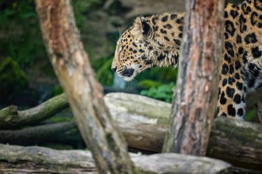 İnanılmaz Amur leoparı Panthera Pardus Orientalis 'in baş portresi, ağaçların arkasında yürüyor, karanlık, doğal arka plana karşı. Esaret altındaki kritik tehlike altındaki hayvan.