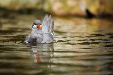 İnka tern, Larosterna inka, koyu gri deniz kuşu, beyaz bıyıklı ve kırmızı gagalı, Peru ve Şili 'ye özgü. Kuş suda yüzer, düşük açılı fotoğrafçılık.
