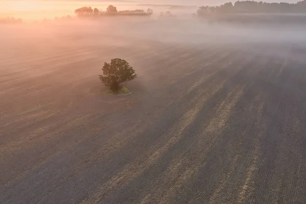 Veduta Aerea Singolo Albero Campo Paesaggio Agricolo Coperto Dalla Nebbia — Foto Stock