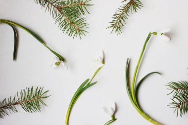 Yaratıcı düzen kardelen çiçek ve temiz beyaz arka plan üzerinde çam dalları ile yaptı. Bahar en az kavramı.