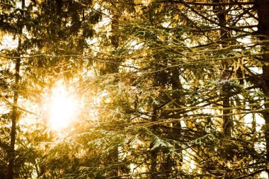 Güzel kış manzarası, güneşli firs closeup dondurulmuş