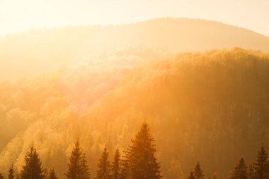 Kış manzarası, dramatik güneşli orman Panoraması