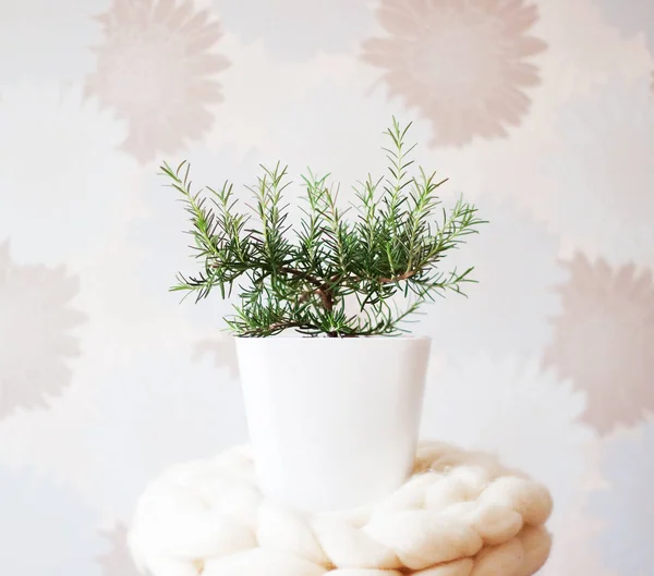 Rosemary plant in white pot on white background - clean interior design