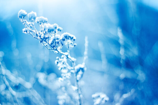 Beautiful winter scenery, snowy herbs in blue style