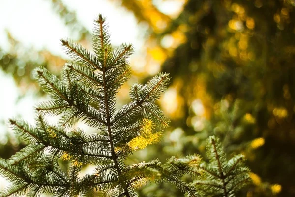 Güzel kış manzarası, güneşli firs closeup dondurulmuş