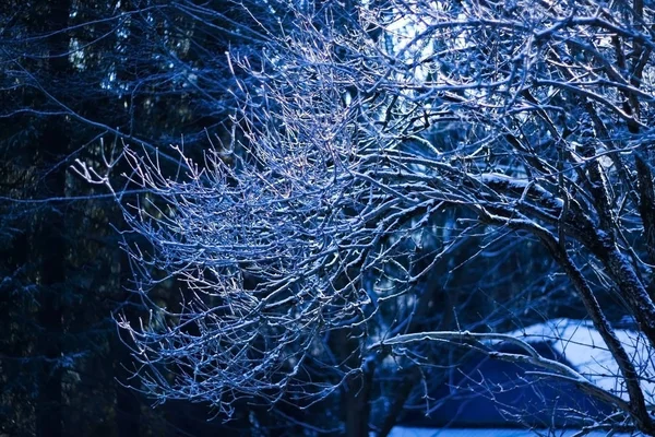 Paesaggio Invernale Drammatico Bellissimi Alberi Innevati Congelati — Foto Stock