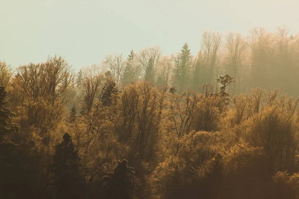 Paisagem Inverno Floresta Ensolarada — Fotografia de Stock