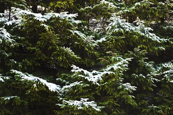 Bellissimo Paesaggio Invernale Ghiacciato Abeti Verdi Primo Piano — Foto Stock