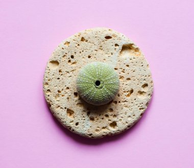 Kabukları ve deniz organizmalar pembe arka plan - pop art konsept tasarımı, Minimalizm, düz üzerinde yatıyordu