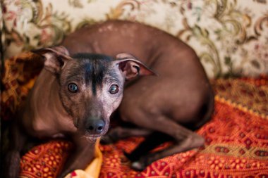 Köpek Meksika xoloitzcuintli, xolo portresi