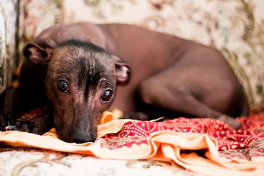 Köpek Meksika xoloitzcuintli, xolo portresi