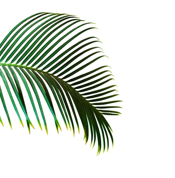 Single Green Palm Leaf Isolated White Background — Stock Photo, Image