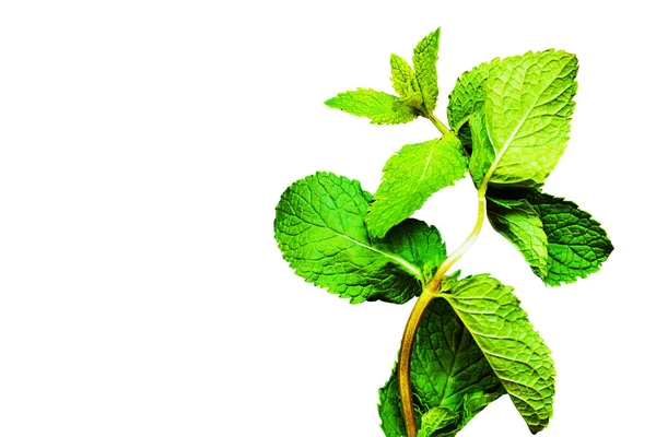 Fresh Mint Diisolasi Latar Belakang Putih — Stok Foto