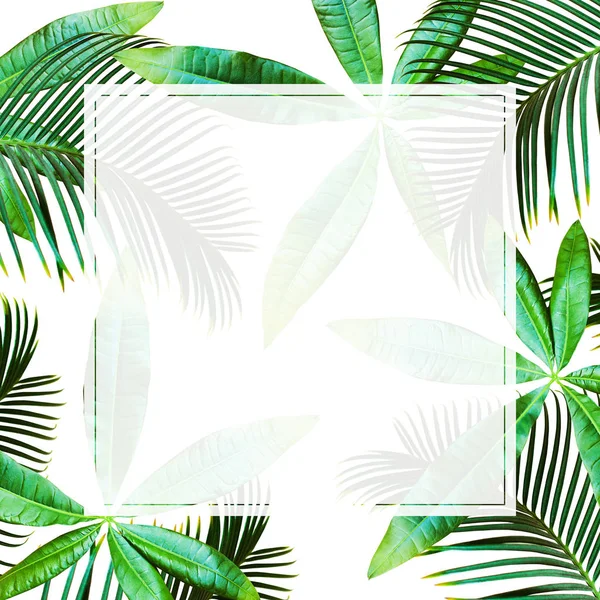 Top view Tropical palm leaves. Flat lay, White background