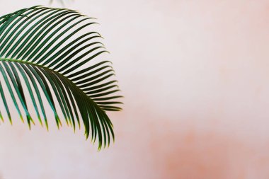 Palmiye ağacı önünde güzel palmiye yaprakları yaz duvar - pastel renkler - kavram