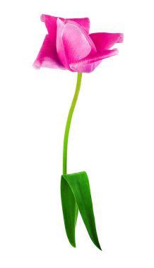 Beyaz arka plan closeup izole güzel pembe lale