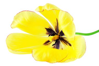 Beyaz arka plan üzerinde izole muhteşem sarı lale