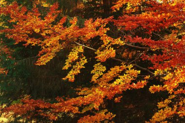 Turuncu, yeşil ve kırmızı renkler sonbahar orman bırakır Karpat Dağları