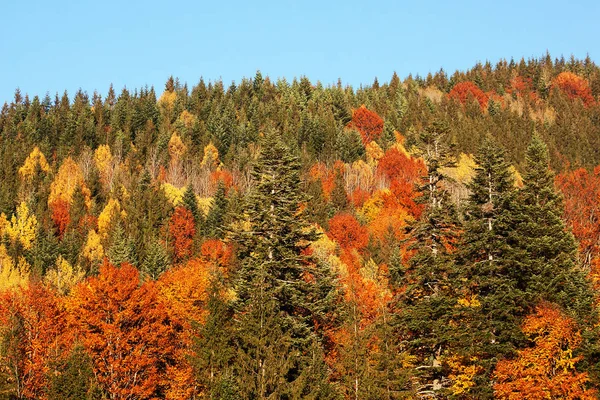 Оранжевый Красный Осенний Лес Много Деревьев Оранжевых Холмах Украинских Карпат — стоковое фото