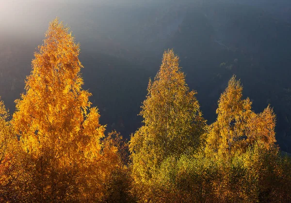 Солнечный День Горах Вид Осенний Лес Карпаты — стоковое фото