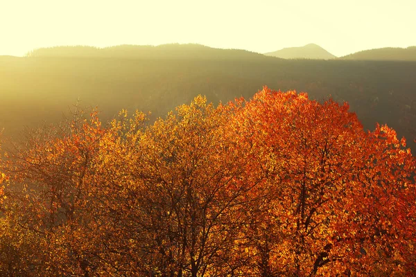 Fantástico Dia Ensolarado Nas Montanhas Vista Floresta Outono Nos Cárpatos — Fotografia de Stock