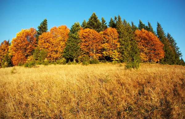 Осень Падение Осенняя Панорама Деревьями Травой Голубым Небом Карпатском Лесу — стоковое фото
