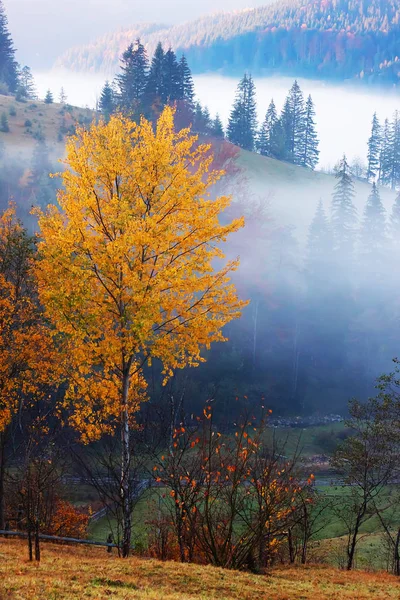 Туман Прорывающийся Сквозь Облака Лугу Красивого Леса Горах — стоковое фото