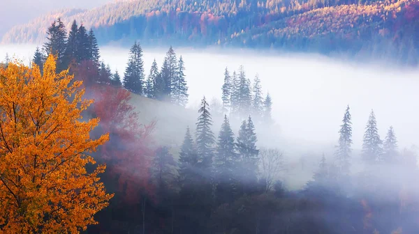 Fog Breaking Clouds Meadow Beautiful Forest Mountains — Stock Photo, Image