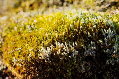 Taş ile yeşil yosun doku arka plan gri. Ormandaki yeşil yosun ile büyümüş Closeup eski taş.
