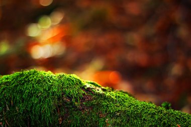 Yosun ve çok renkli arka plan ile sonbahar makro kompozisyon