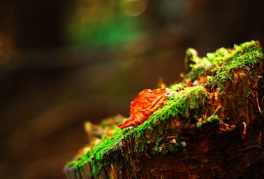 Yosun ve turuncu yaprak ile sonbahar makro kompozisyon