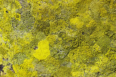 Yeşil ve gri taş doku - arka plan