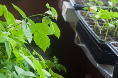 Rahat balkon bahçe closeup - ahududu ve kaset içinde fidan