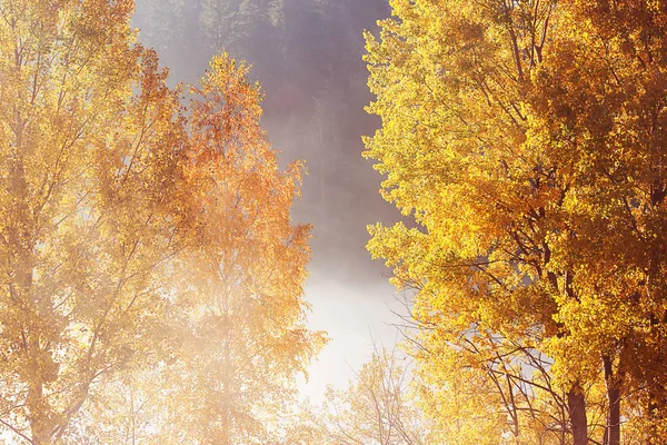 霧山の美しい森の草原に雲を突破 — ストック写真