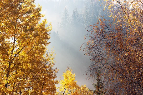 Fog breaking through the branches of golden trees and mountain forest - beautiful autumn concept