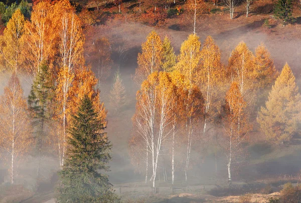霧のゴールデン木々 や山森 美しい秋の概念の枝を突破 — ストック写真