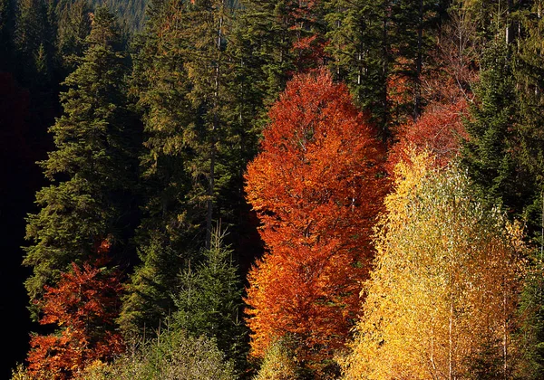 Cores Laranja Verde Vermelho Das Folhas Floresta Outono Nas Montanhas — Fotografia de Stock