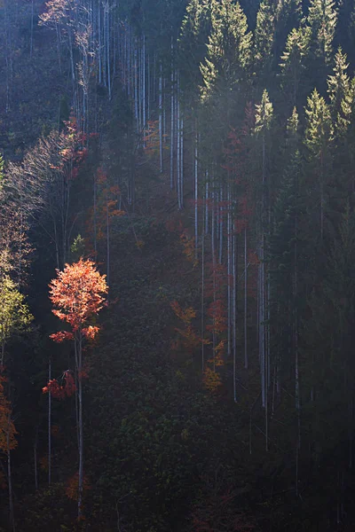 幻想的な晴れた日山 秋の森の景色とカルパティア山脈 — ストック写真