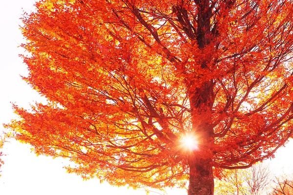 Солнечный День Горах Вид Золотую Осеннюю Ель Карпатах — стоковое фото